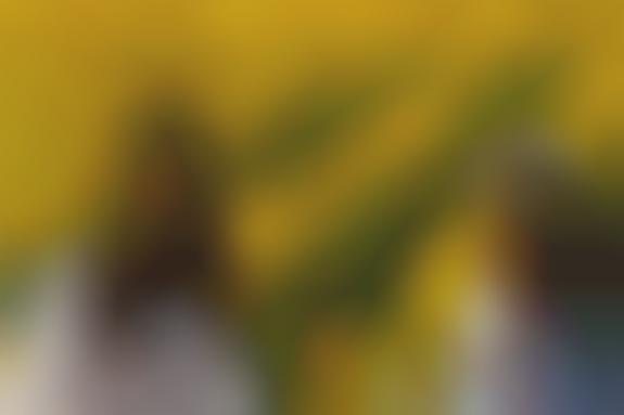 Sunflower Festival Photography