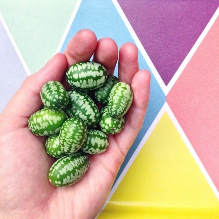 Hybrid Melon Vegetables