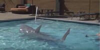 Animatronic Shark Costumes Image 3