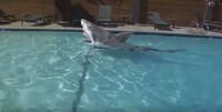 Animatronic Shark Costumes Image 4