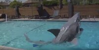 Animatronic Shark Costumes Image 5