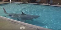 Animatronic Shark Costumes Image 6