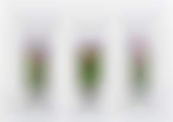 Puzzle Planter Packaging