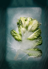Ice-Encased Flower Photography Image 2
