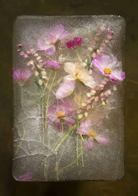 Ice-Encased Flower Photography Image 3