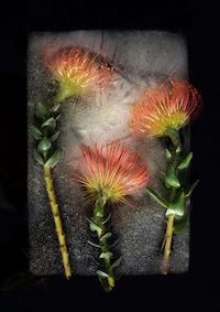 Ice-Encased Flower Photography Image 4