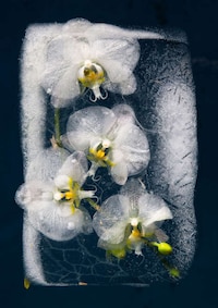 Ice-Encased Flower Photography Image 5