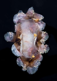 Ice-Encased Flower Photography Image 6