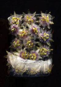Ice-Encased Flower Photography Image 7