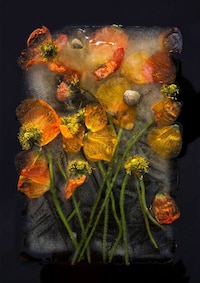 Ice-Encased Flower Photography Image 8