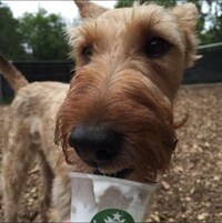 Coffee Shop Adoption Initiatives Image 4