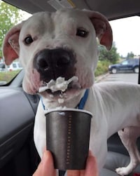 Coffee Shop Adoption Initiatives Image 6
