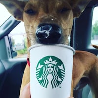 Coffee Shop Adoption Initiatives Image 7