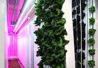 Vertical Farming Progams Image 3
