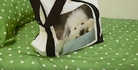 Pet-Centric College Ads Image 7