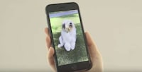 Pet-Centric College Ads Image 8