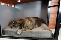 Contemporary Upscale Dog Houses Image 7