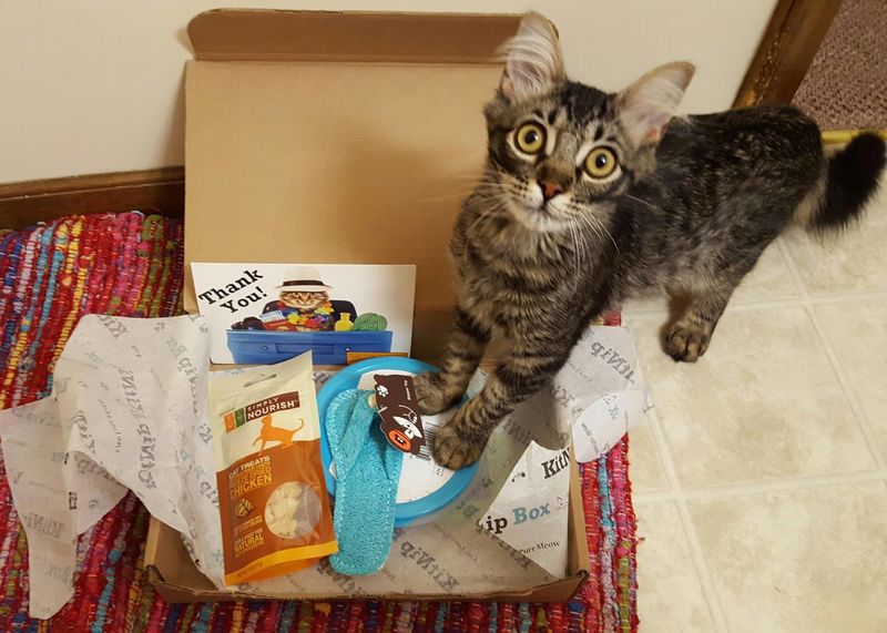 Cat Treat Subscription Boxes