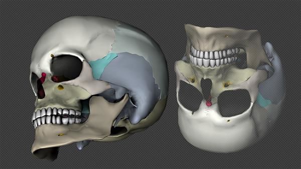 3D-Printed Biological Bones