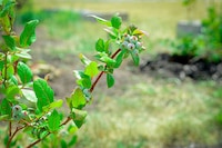 Sustainable Gardening Clubs Image 2