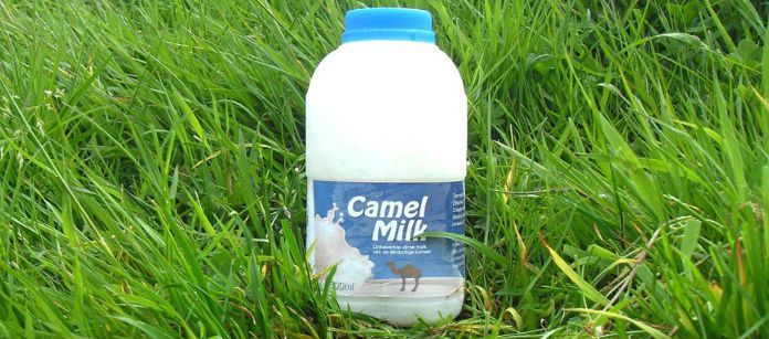 Nutritious Camel Milks