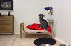 Miniature Chihuahua Bedrooms