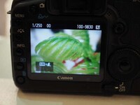 Insectival Macro Lenses Image 2