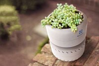 Greenery Personification Planters Image 2