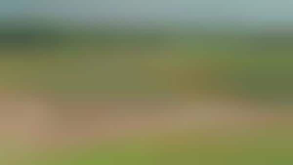 Interactive Golfing Videos