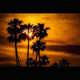 Mystical Environmental Photography Image 4