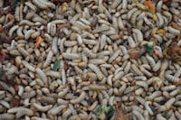 Food Waste Chicken Treats Image 3