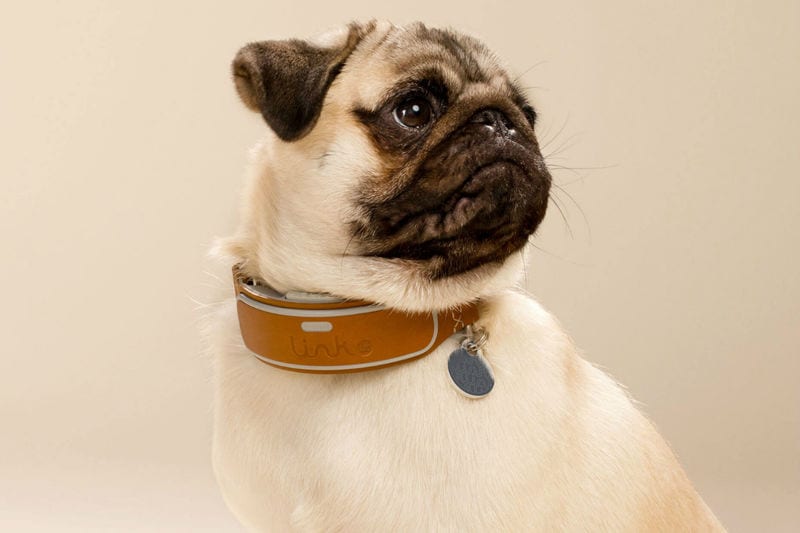 Dog-Tracking Collars