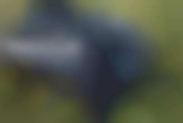 Professional Smartphone Gimbals
