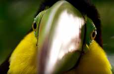 UHD Nature Documentaries