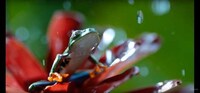 UHD Nature Documentaries Image 2