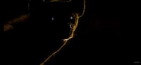 UHD Nature Documentaries Image 5