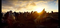 UHD Nature Documentaries Image 6