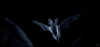 UHD Nature Documentaries Image 8