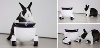Home Security Companion Robots Image 4