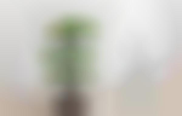 Self-Watering Connected Gardens