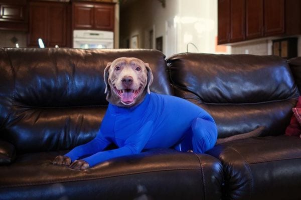 Top 25 Pet Ideas in November