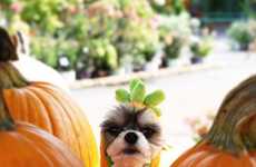 Viral Fashion-Savvy Dogs