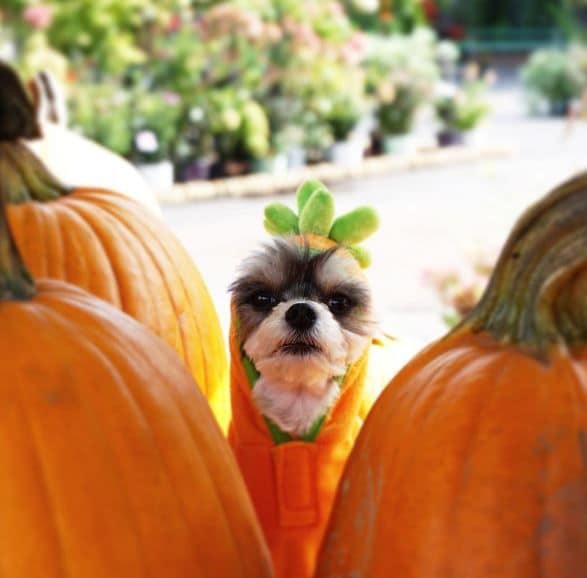 Viral Fashion-Savvy Dogs