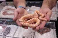 Reptile Breeder Expositions Image 2