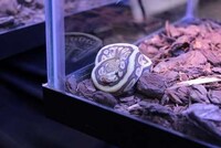 Reptile Breeder Expositions Image 6