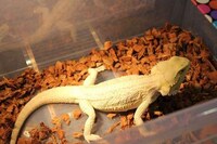 Reptile Breeder Expositions Image 7