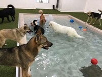 Urban Dog Resorts Image 3