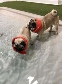 Urban Dog Resorts Image 4