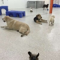 Urban Dog Resorts Image 5