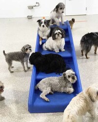 Urban Dog Resorts Image 6
